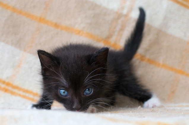 Ojos Azules Cinsi Kedi Özellikleri ve Bakımı