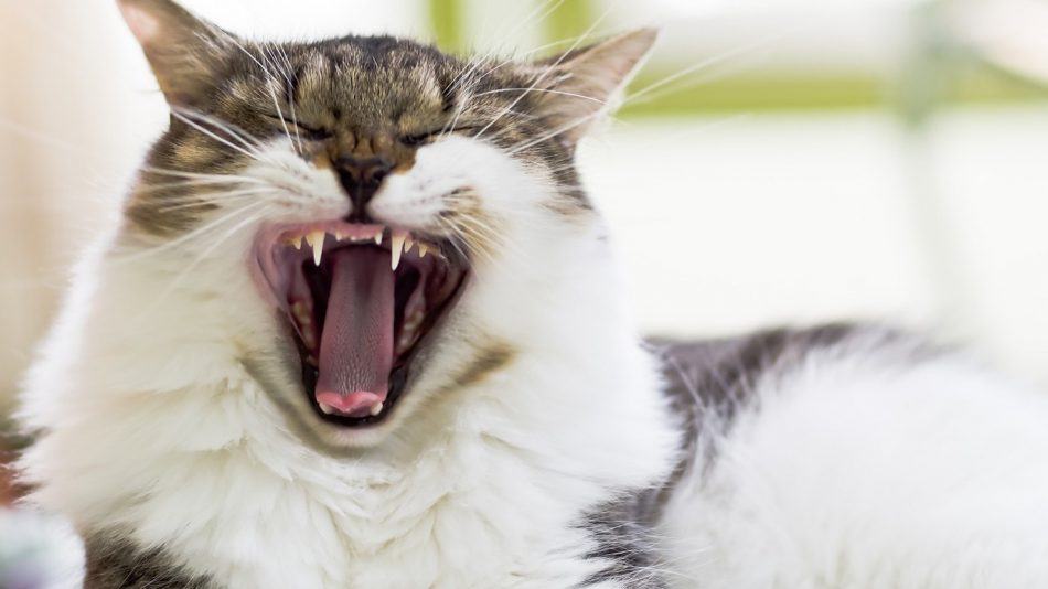 Kedilerin İletişim Dili: Mırlama, Miyavlama ve Vücut Dili