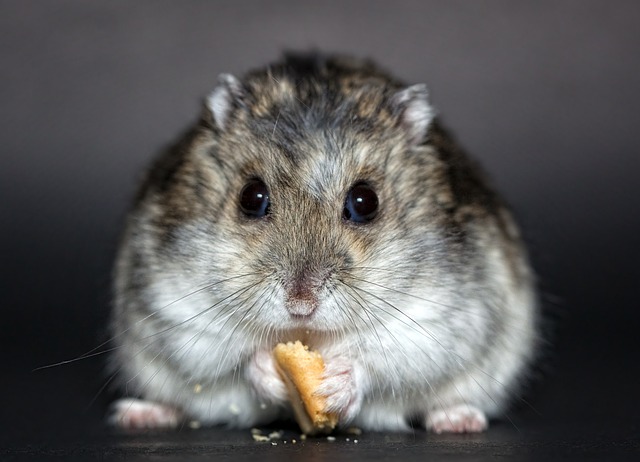 Hamster Bakımında Temel İpuçları: Sağlıklı ve Mutlu Bir Hamster İçin Pratik Öneriler