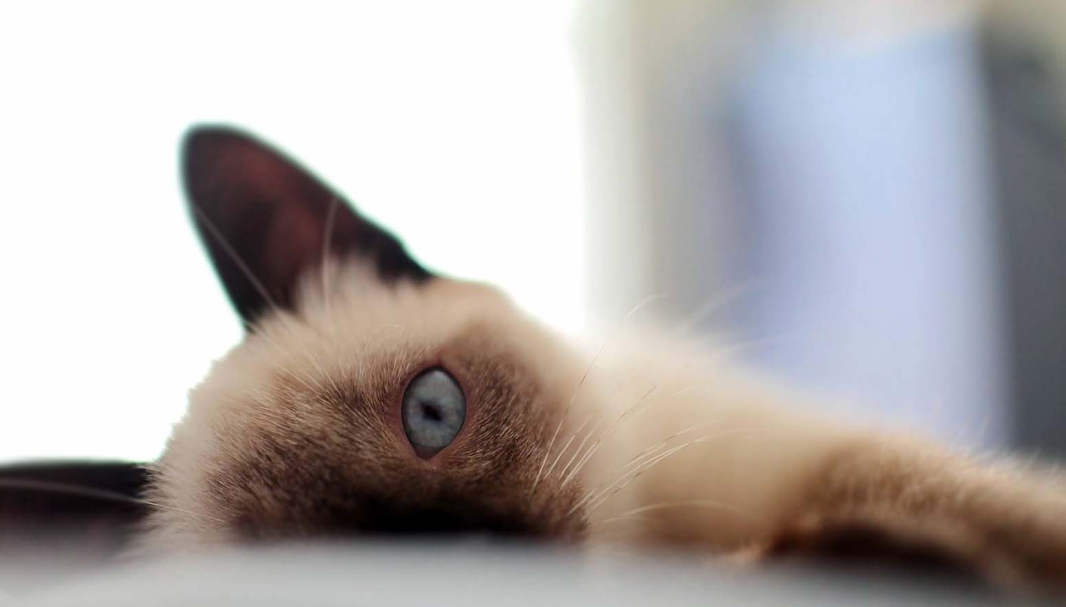 Kedilerin Göz Rengi Tam Olarak Ne Zaman Oturur?
