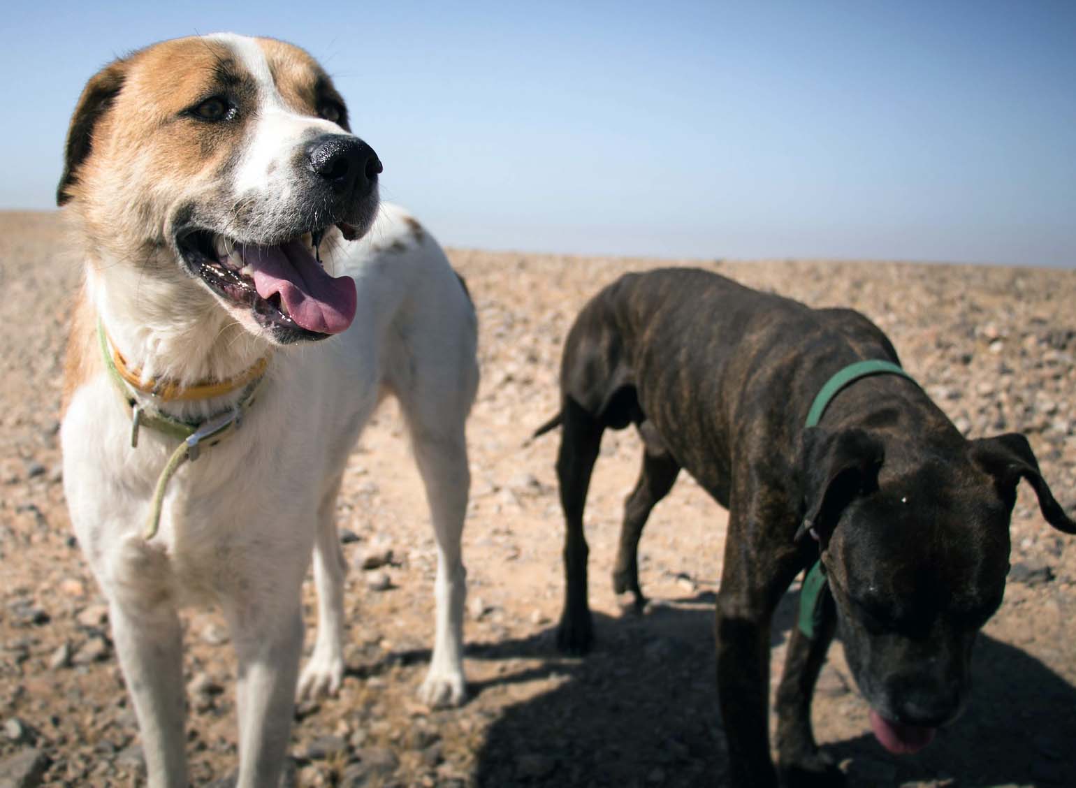 Köpeklerin Zeka Oyunları: Zihinsel Uyarım Yöntemleri