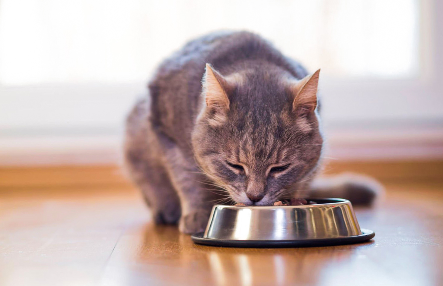 Yaş Kedi Mamasının Beslenmedeki Önemi Nedir ?