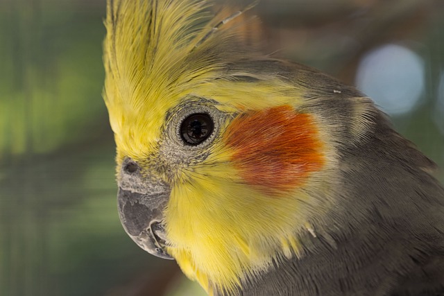 Evde Bakılabilecek Kuş Türleri ve Bakım İpuçları