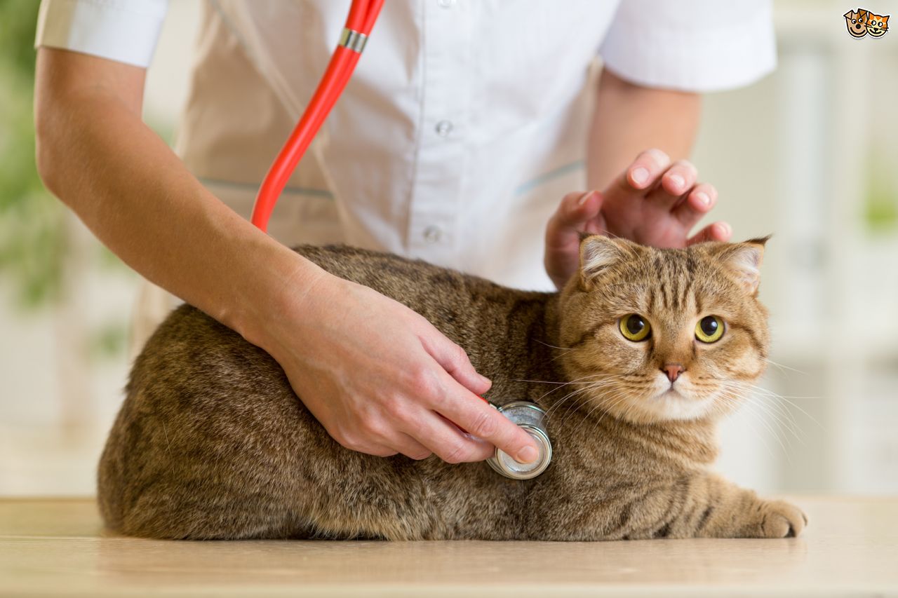 Kedilerde Anksiyete ve Stres: Belirtiler, Nedenler ve Çözüm Önerileri
