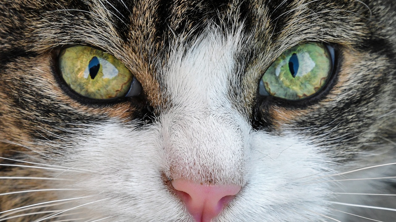 Kedilerdeki Göz Hastalıkları Hakkında Bilgiler