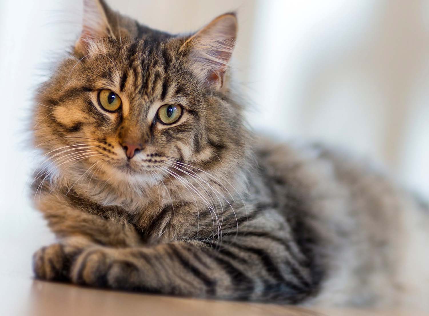 Kedi Beslemek Günah mı? İslamiyette Kedilerin Yeri