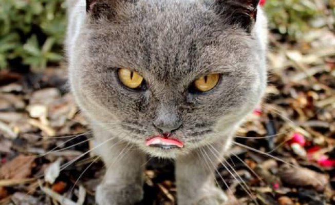 Hasta Kedi Nasıl Beslenmelidir? Hasta Kedi Bakımı