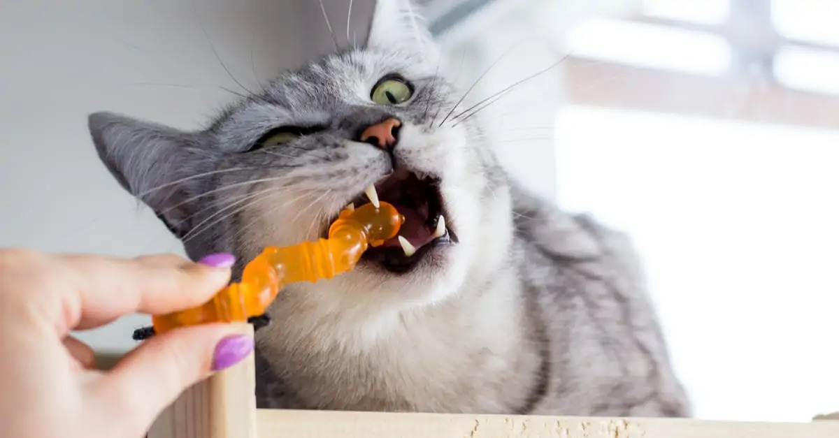 Kediler Neden Plastikleri Yemek İsterler?