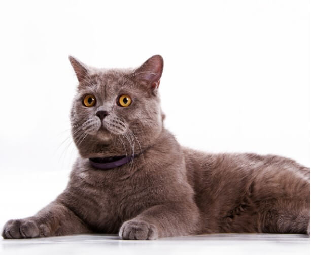 British Shorthair Cinsi Kedi Özellikleri ve Bakımı