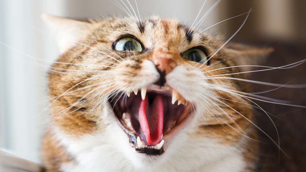 Kediler Neden Sinirlenir? Kedilerde Agresif Davranış Sebepleri