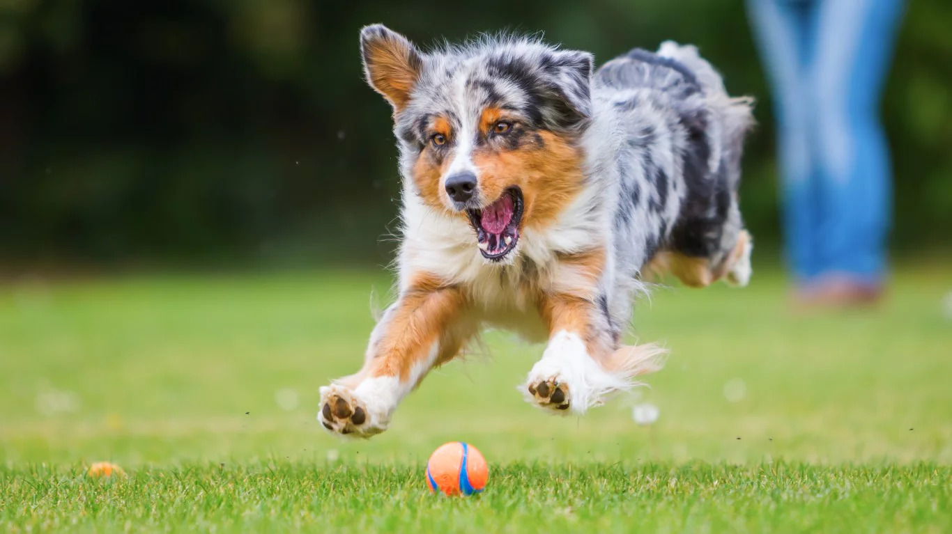 Köpeklerde B12 Vitamini Önemi ve Eksiklik Belirtileri