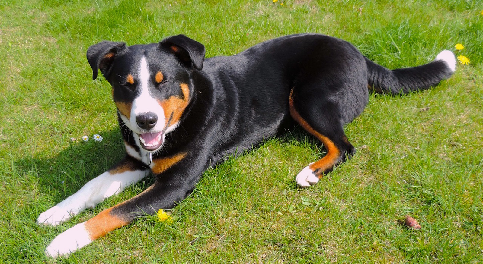 Köpeklerde Sık Görülen Sağlık Sorunları ve Önleme Yöntemleri