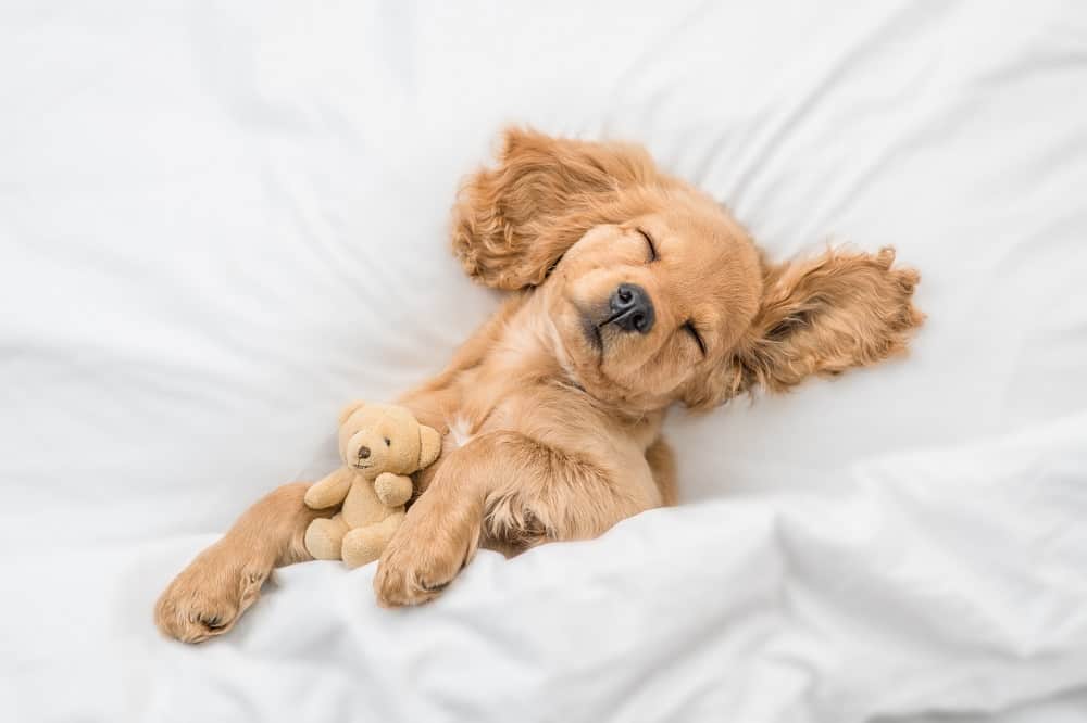 Uyuyan Köpekler: Köpekler Rüya Görebilir mi?