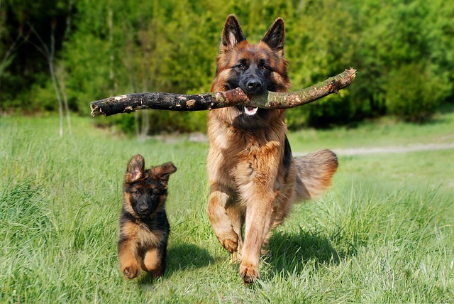 Köpeğinizin Mutlu Olduğunu Nasıl Anlarsınız? İpuçları ve Belirtiler