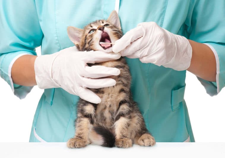 Kedilerde Diş Sağlığı ve Diş Bakımı Nasıl Olmalıdır?
