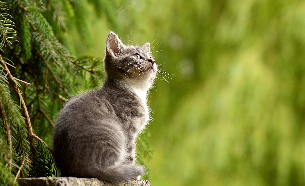 En Sevimli Kedi Türleri ve Özellikleri