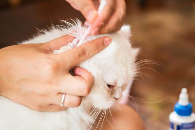 Kedilerde Yaygın Hastalıklar ve Korunma Yöntemleri Nelerdir ?