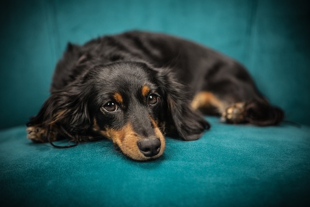 Köpeklerde Aşı Takvimi: Hangi Aşı Ne Zaman Yapılmalı?