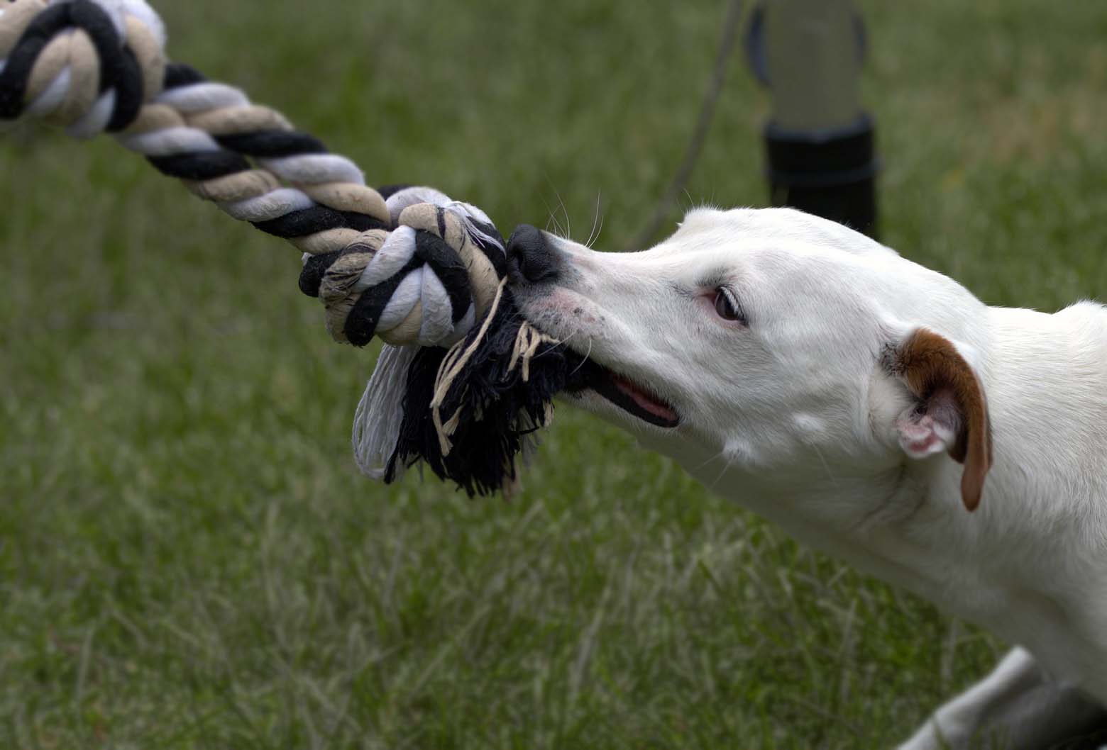 Köpeklerde Davranış Bozuklukları: Sebepleri ve Çözümleri