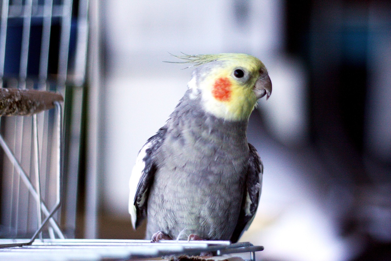 Sultan Papağanı Cinsi Kuş Özellikleri ve Bakımı