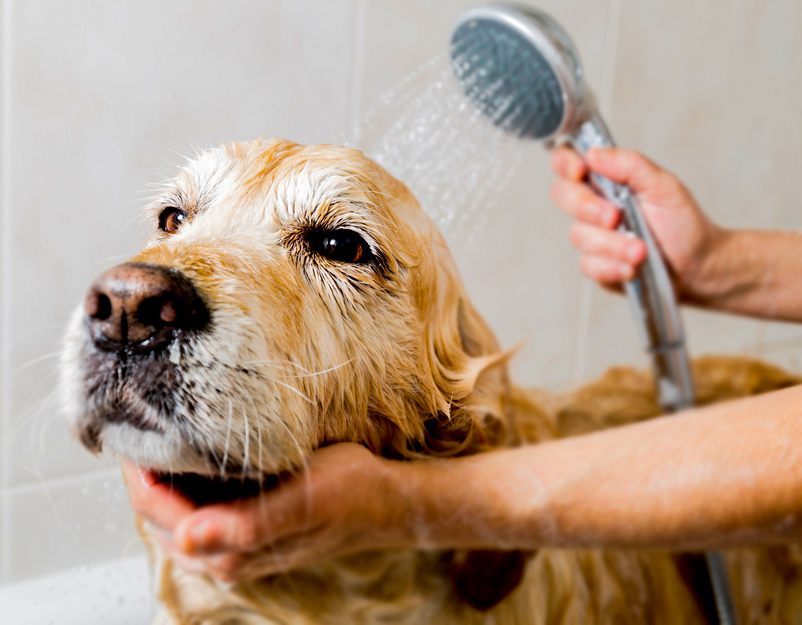 Köpeğinizi hangi sıklıkla yıkamalısınız ve nelere dikkat etmelisiniz ?