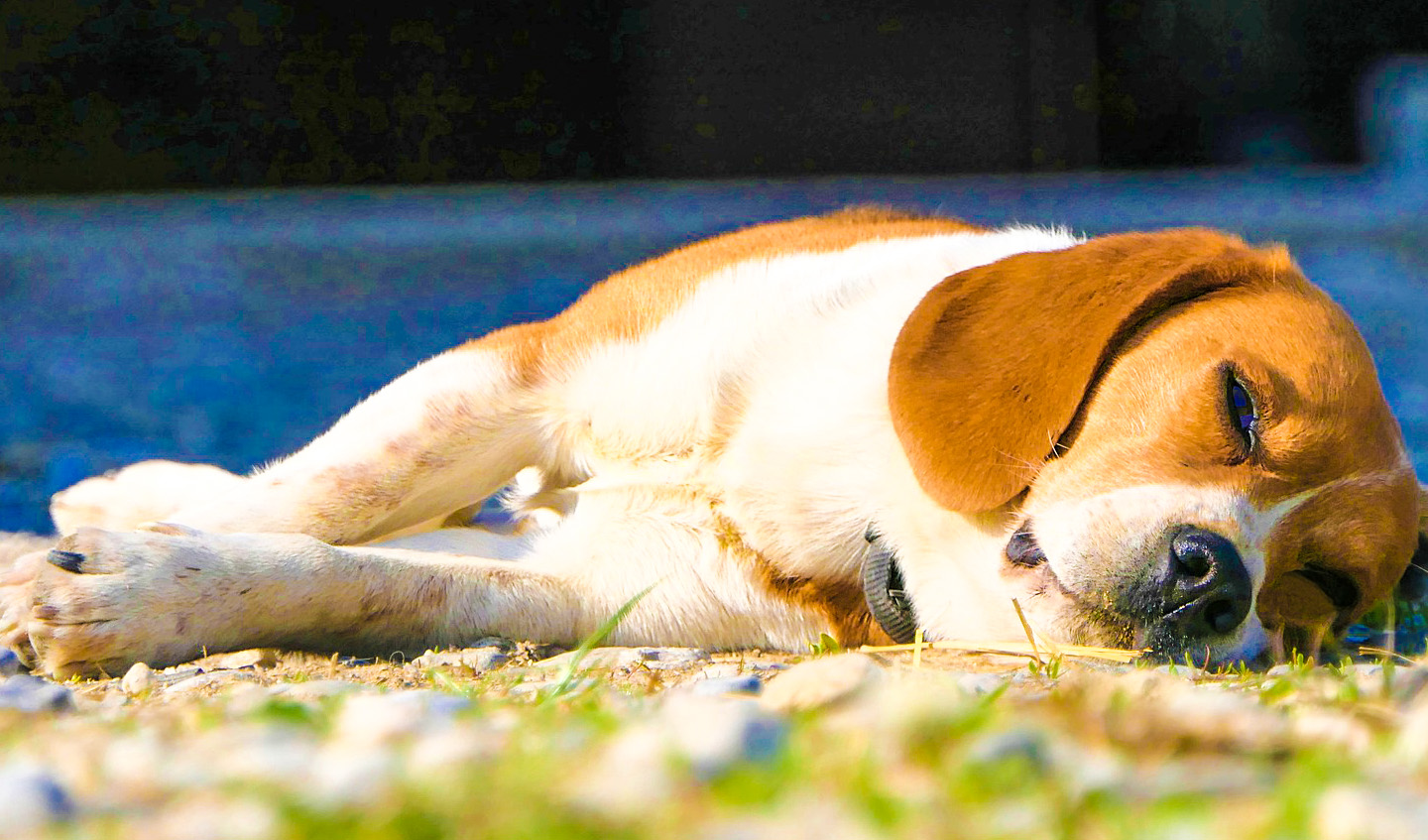 Köpeklerde Egzersiz: Sağlıklı ve Dengeli Bir Yaşam İçin Gerekli Aktiviteler