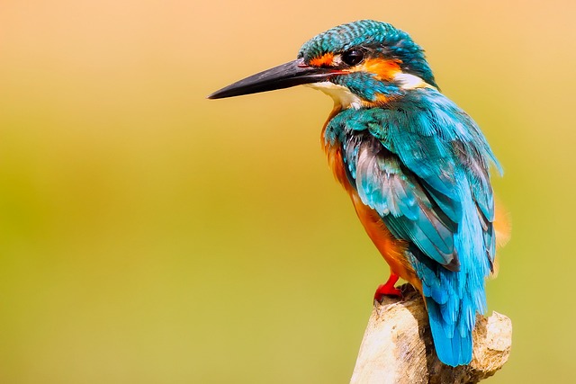 Kuşların Dilinden Anlamak: İletişim ve Zeka