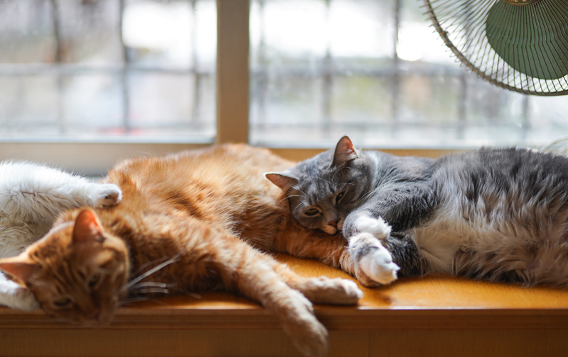 Kediler Sıcaktan Etkileniyor mu? Kediler ve Sıcaklar