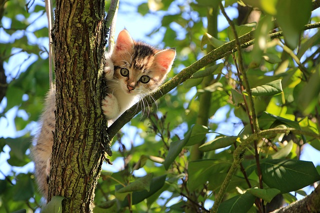 Kedi Sahiplenme Rehberi: Barınaktan Kedi Alma Süreci