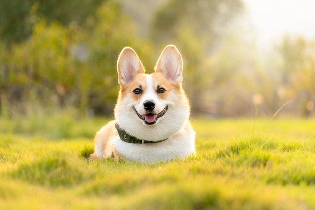 Köpek Beslenmesi: Sağlıklı ve Dengeli Bir Diyet İçin Öneriler