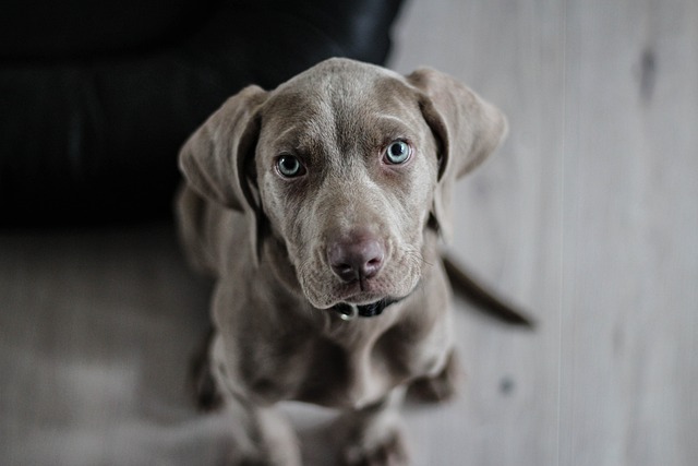 Yavru Köpek Sahiplenme Rehberi: Yeni Dostunuza Nasıl Hazırlanmalısınız?