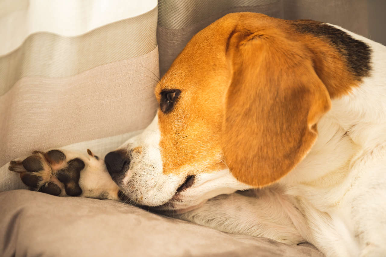 Köpeklerde Uyuz Belirtileri Nelerdir?