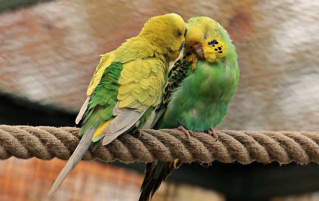 Muhabbet Kuşlarının Eğitimi: İpuçları ve Temel Komutlar